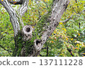 Mossy wood 137111228