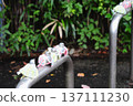 Steel Bird 137111230