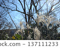 Pampas grass fluttering in the wind 137111233