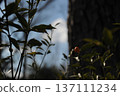 Fruit kumquat 137111234