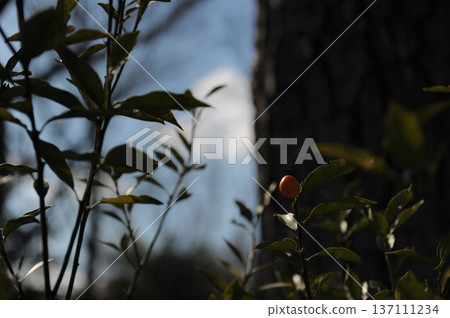 Fruit kumquat Fruit kumquat 137111234