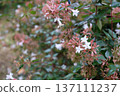 White flower 137111237