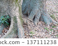 Root of trees 137111238