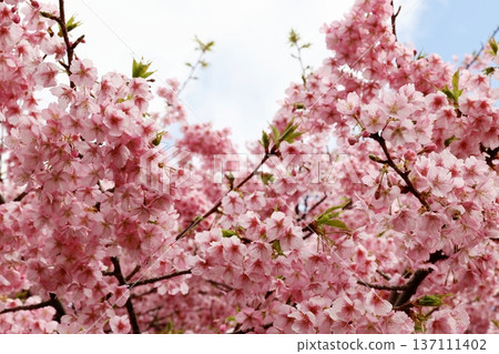 A spring-like material featuring a close-up of Kawazu cherry blossoms in full bloom. 137111402