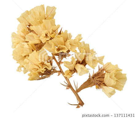 A lush branch of yellow dried limonium flowers on an isolated background, floristry A lush branch of yellow dried limonium flowers on an isolated background, floristry 137111431