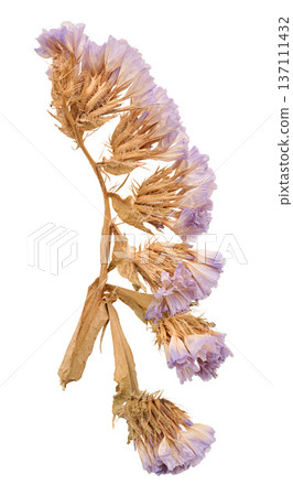 A sprig of purple dried limonium flowers on an isolated background, floristry 137111432
