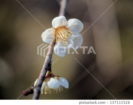Beautiful white plum blossoms "Momozono" bloom on a sunny February day Beautiful white plum blossoms "Momozono" bloom on a sunny February day 137111528