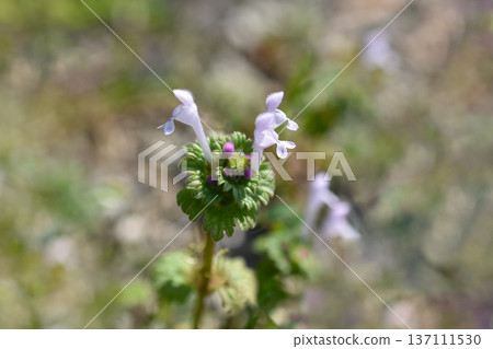 白色亨比特 白色亨比特 137111530