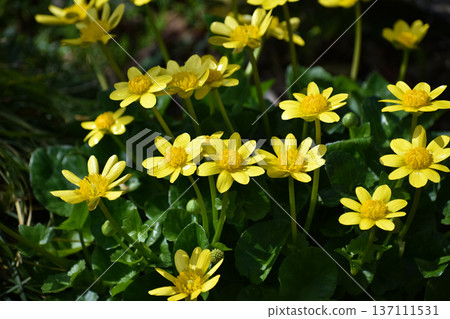 Lesser celandine flower Lesser celandine flower 137111531