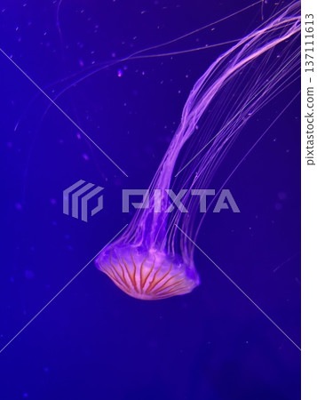 漂浮的水母 漂浮的水母 137111613