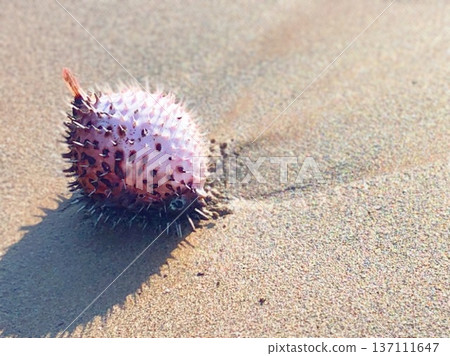 A washed-up porcupinefish 137111647