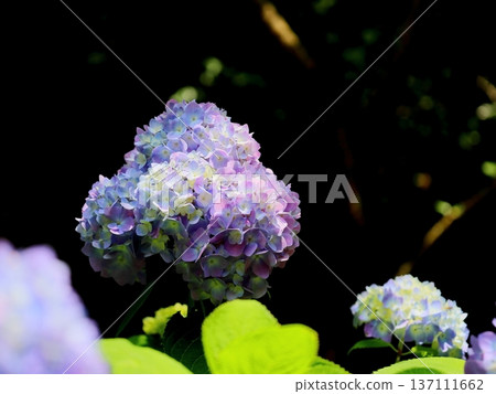 黑色背景中出現的繡球花 黑色背景中出現的繡球花 137111662