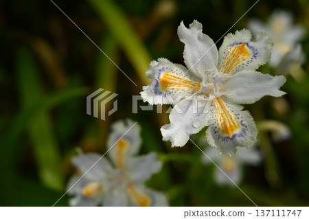 Iris iris flowers blooming at Kaizoji Temple 137111747