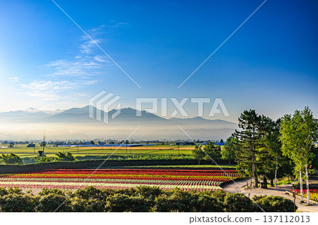 Hokkaido's Farm Tomita's flower fields and the Tokachi mountain range shrouded in morning mist Hokkaido's Farm Tomita's flower fields and the Tokachi mountain range shrouded in morning mist 137112013