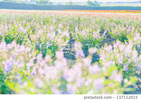 Furano Farm Tomita's Flower Fields A colorful flower field spreading out on a spring morning 137112015