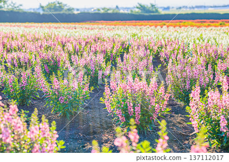 Flower fields in Furano, Hokkaido. Scenery of Farm Tomita with pastel-colored flowers. Flower fields in Furano, Hokkaido. Scenery of Farm Tomita with pastel-colored flowers. 137112017