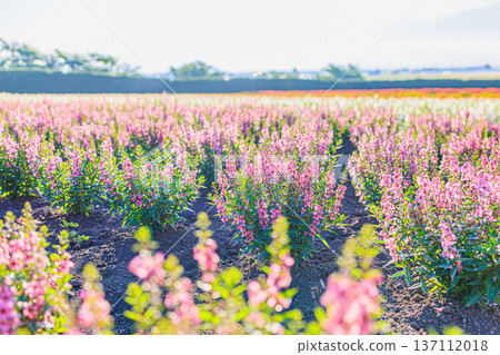 富良野農場富田的花田沐浴在晨光中，呈現出美麗的春日景象，背景虛化柔和。 137112018