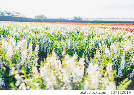 富田農場的花田裡鮮花盛開，五彩繽紛，是北海道的熱門旅遊景點。 137112019
