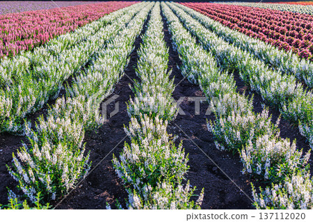 The flower fields of Furano with impressive foreground blur The gentle spring scenery spreading across Farm Tomita The flower fields of Furano with impressive foreground blur The gentle spring scenery spreading across Farm Tomita 137112020
