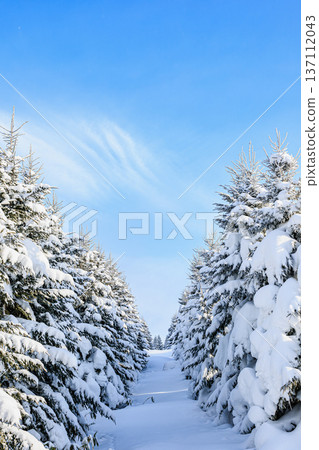 Snow-covered coniferous forest path and blue sky Quiet natural scenery in winter 137112043
