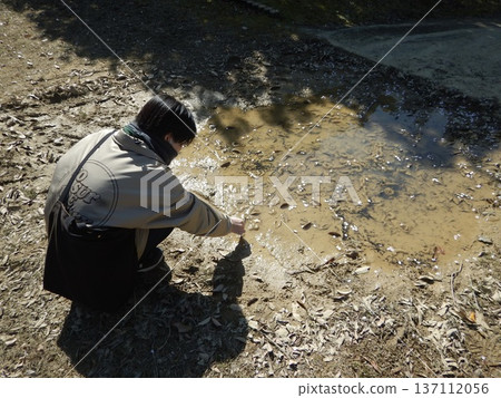 A puddle with tadpole eggs A puddle with tadpole eggs 137112056