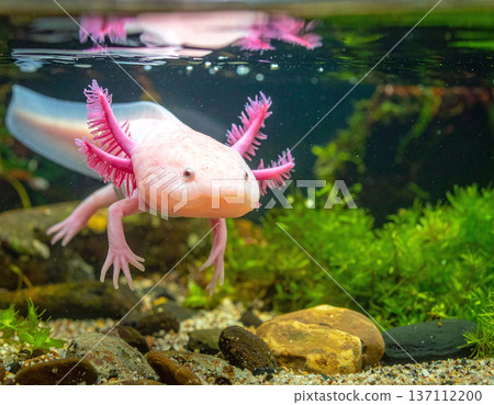 This charming pink axolotl swims gracefully in a vibrant planted aquarium. With its iconic feathery gills and smiling face, this unique amphibian is perfect for pet and nature storytelling. 137112200