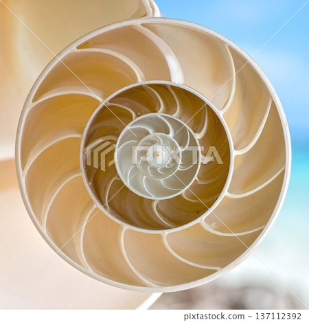 Witness natures perfection in this nautilus shell crosssection. Featuring a Fibonacci spiral, its a metaphor for growth and balance, perfect for science, art, or design concepts. 137112392