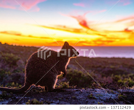 Breathtaking silhouette of a quokka overlooking the ocean at sunset. Vibrant colors capture the essence of Australian wildlife and natural serenity, perfect for travel or nature blogs. 137112429