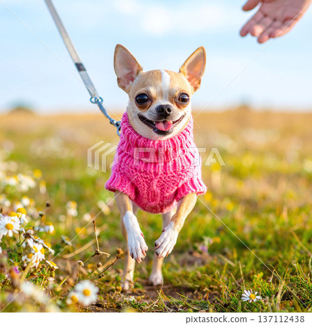 An adorable Chihuahua in a cozy pink sweater leaps through a field of wildflowers. This joyful image of a small dog captures pet fashion and outdoor adventure in beautiful golden light. 137112438