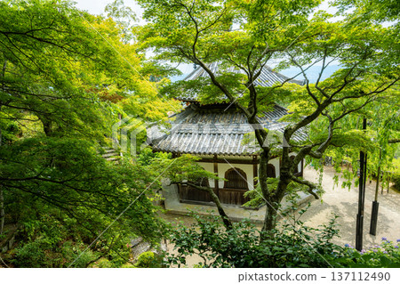 The sutra hall of Zenpo-ji Temple in Nishiyama, Kyoto. A valuable piece of architecture from the Edo period, surrounded by fresh maple leaves. 137112490