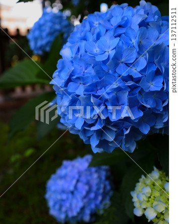 Hydrangea in the evening Hydrangea in the evening 137112511