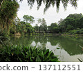 新加坡植物園內，被樹木環繞的湖泊景色 137112551