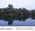 清晨，新加坡植物園水中倒映著樹木的景色 137112553