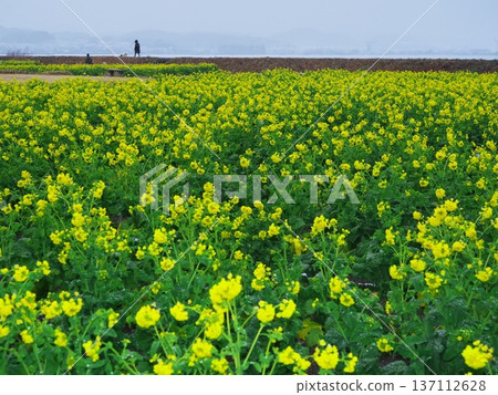 Lake Biwa in winter, Daiichi Nagisa Park, early-blooming rapeseed flower fields and people walking their dogs Lake Biwa in winter, Daiichi Nagisa Park, early-blooming rapeseed flower fields and people walking their dogs 137112628