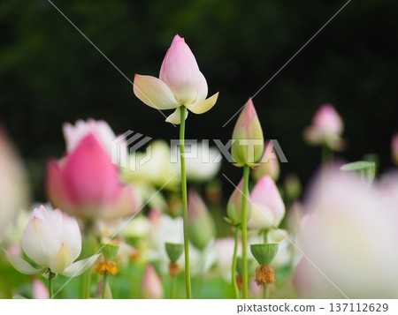 Lotus flower bud Lotus flower bud 137112629