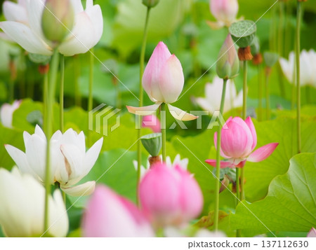 Lotus flower bud Lotus flower bud 137112630