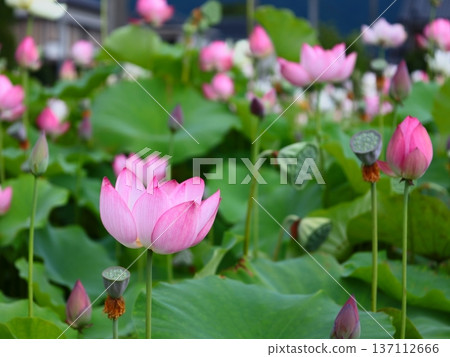 Lotus flower Lotus flower 137112666