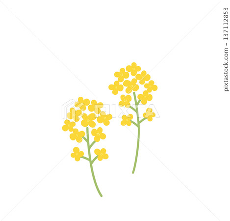 簡單的油菜花插圖,春季花卉,春季材料 簡單的油菜花插圖,春季花卉,春季材料 137112853