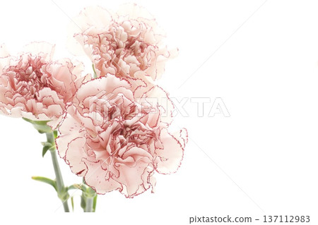 Carnation, Pink Mariposa Carnation, Pink Mariposa 137112983