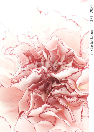 康乃馨，粉紅色蝴蝶 137112985