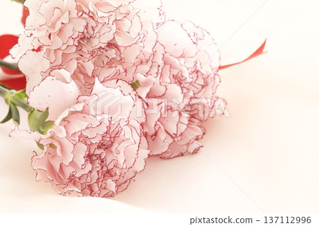 Carnation, Pink Mariposa Carnation, Pink Mariposa 137112996