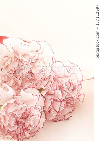 Carnation, Pink Mariposa Carnation, Pink Mariposa 137112997