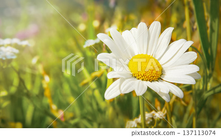 White daisy flower with yellow center blooming in a vibrant green meadow filled with various wildflowers and soft sunlight illuminating the scene White daisy flower with yellow center blooming in a vibrant green meadow filled with various wildflowers and soft sunlight illuminating the scene 137113074