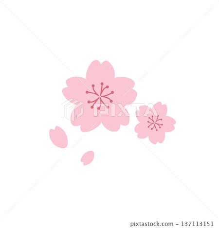Simple cherry blossom illustration Spring material Spring flowers Cherry blossom branch 137113151