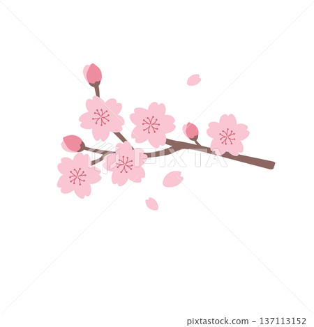 Simple cherry blossom illustration Spring material Spring flowers Cherry blossom branch 137113152