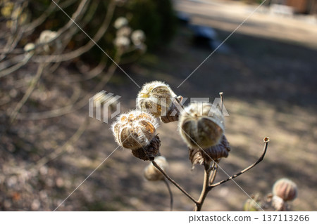 扶桑花的果實即將成熟。 137113266