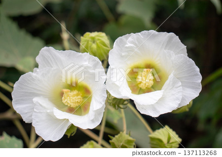 兩朵盛開的木槿花 137113268