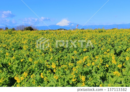 Soleil Hill強姦花和富士山 Soleil Hill強姦花和富士山 137113382