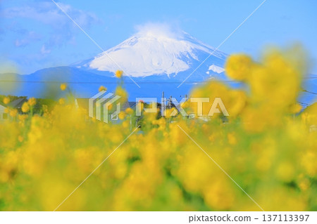 Soleil Hill強姦花和富士山 137113397