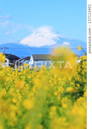 Soleil Hill Rape blossoms and Mt. Fuji Soleil Hill Rape blossoms and Mt. Fuji 137113401